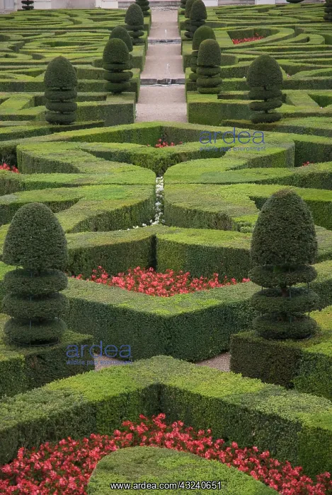 : Box, common, Buxus sempervirens : Box, common, Buxus sempervirens
