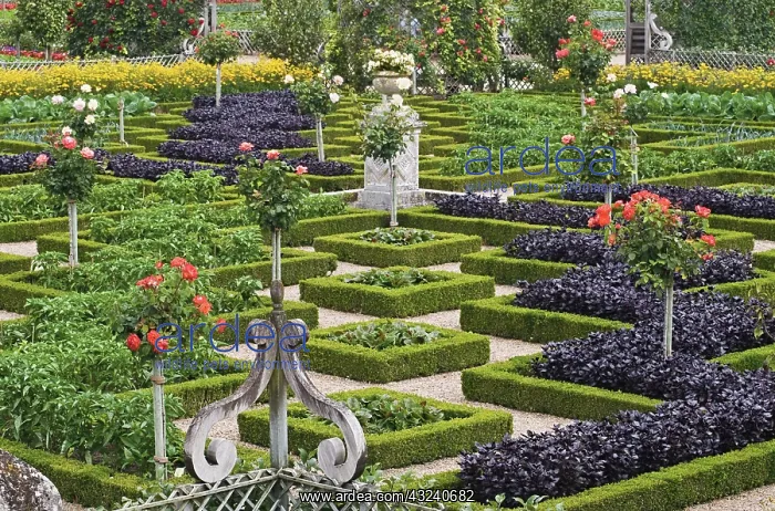: Box, common, Buxus sempervirens : Box, common, Buxus sempervirens