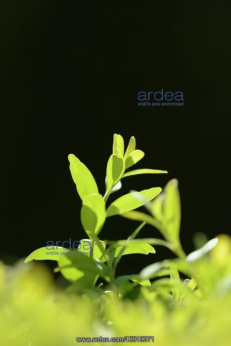 : Box, Common, Buxus sempervirens, Green subject : Box, Common, Buxus sempervirens, Green subject
