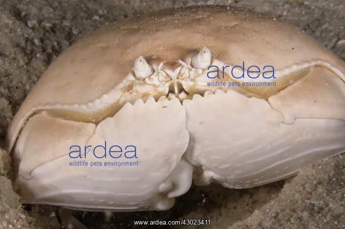  : Box Crab on night dive