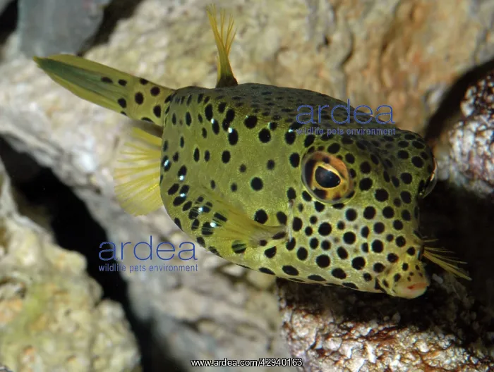 : Box fish (Ostracion ?tuberculatum). Indian Ocean : Box fish (Ostracion ?tuberculatum). Indian Ocean