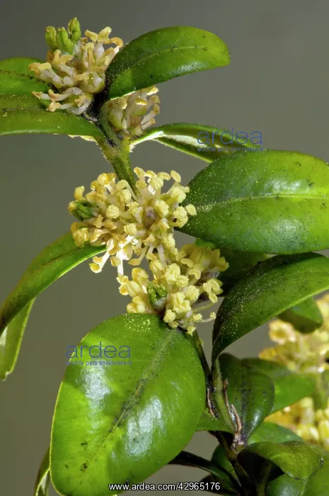 : Box - in flower in spring : Box - in flower in spring