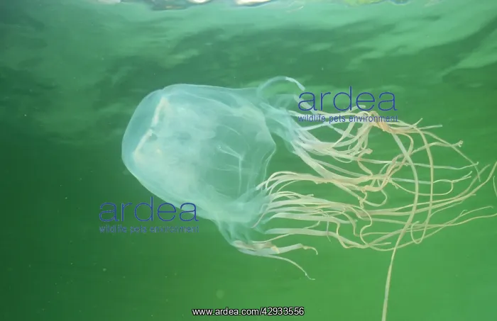 : Box jellyfish : Box jellyfish