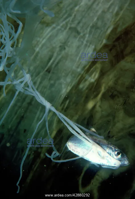 : Box Jellyfish / Sea Wasp - fish fighting to free itself : Box Jellyfish / Sea Wasp - fish fighting to free itself