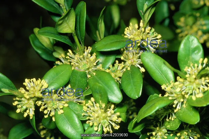 : BOX - LEAVES AND FLOWERS : BOX - LEAVES AND FLOWERS
