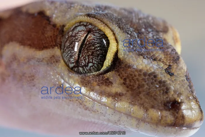 : Box-patterned Gecko : Box-patterned Gecko