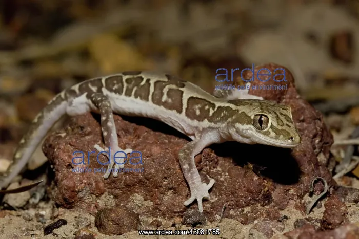 : Box-patterned Gecko : Box-patterned Gecko