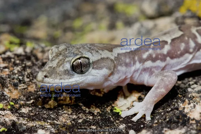 : Box-patterned Gecko : Box-patterned Gecko
