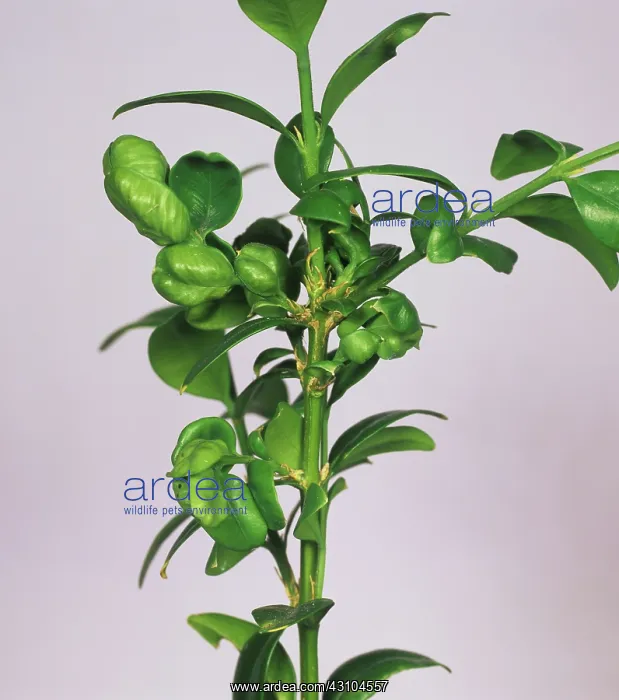 : Box sucker damage to Box plant : Box sucker damage to Box plant