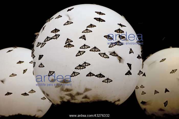 : Box tree moth (Cydalima perspectalis). Butterflies : Box tree moth (Cydalima perspectalis). Butterflies