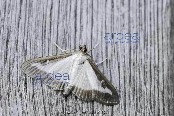 : Box tree moth (Cydalima perspectalis) on weathered wood : Box tree moth (Cydalima perspectalis) on weathered wood