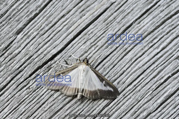 : Box tree moth (Cydalima perspectalis) on weathered wood : Box tree moth (Cydalima perspectalis) on weathered wood
