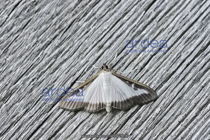 : Box tree moth (Cydalima perspectalis) on weathered wood : Box tree moth (Cydalima perspectalis) on weathered wood
