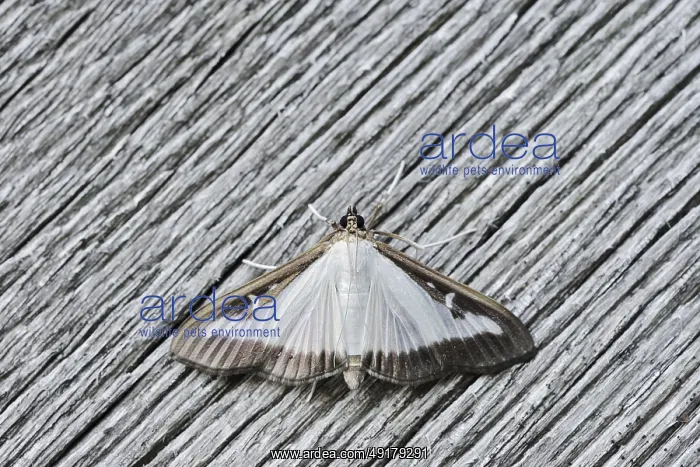 : Box tree moth (Cydalima perspectalis) on weathered wood : Box tree moth (Cydalima perspectalis) on weathered wood