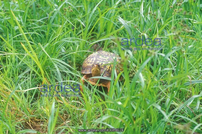 : Box Turtle : Box Turtle