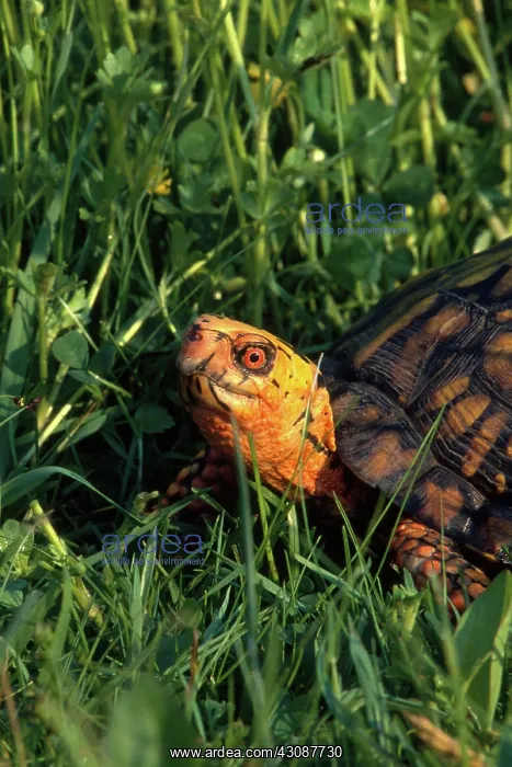 : Box Turtle : Box Turtle
