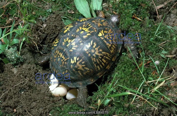 : Box Turtle Laying Eggs : Box Turtle Laying Eggs