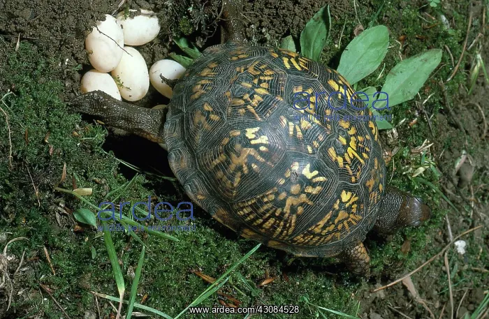 : Box Turtle Laying Eggs : Box Turtle Laying Eggs