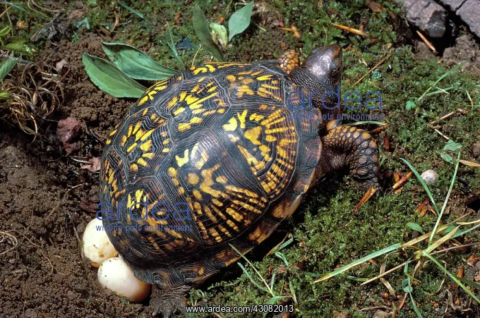 : Box Turtle Lays Eggs : Box Turtle Lays Eggs