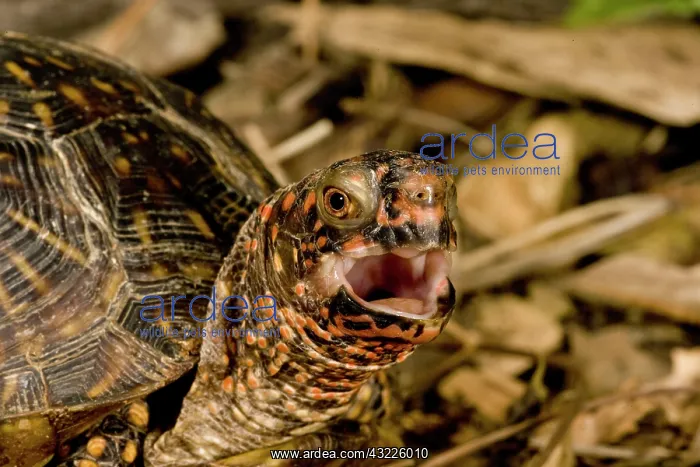  : Box Turtle, Terrapene carolina, Native to