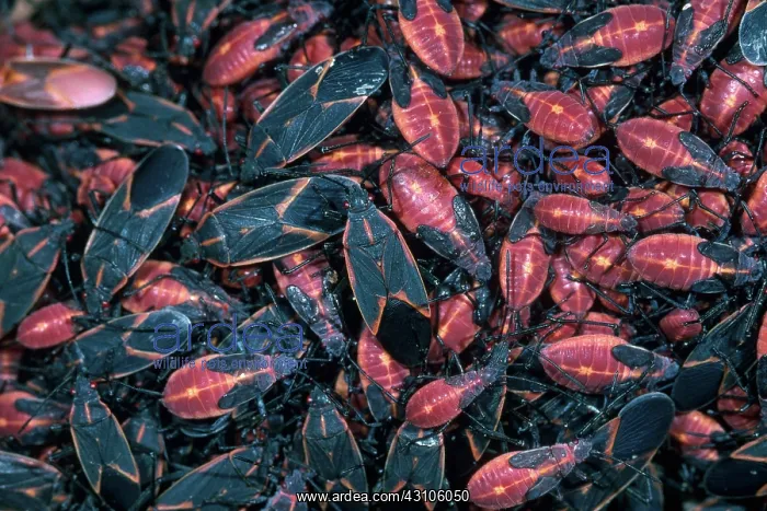 : Boxelder Bugs : Boxelder Bugs