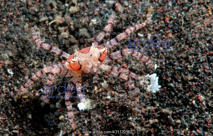 : Boxer crab : Boxer crab