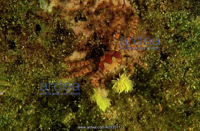  : Boxer Crab - These animals hold small stinging