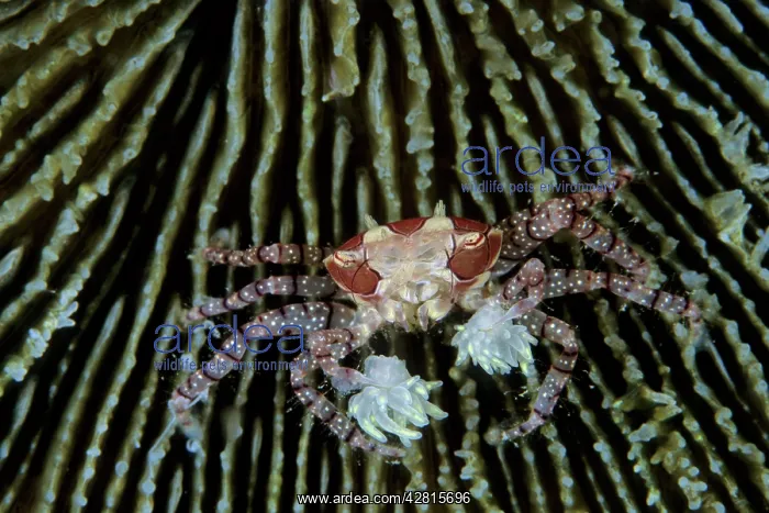 : Boxer crabs, Lybia tesselata, Witu Islands, West New Britain : Boxer crabs, Lybia tesselata, Witu Islands, West New Britain