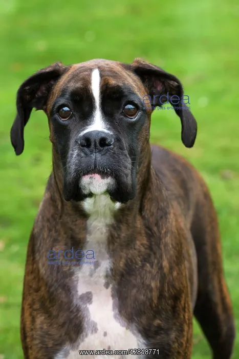  : Boxer dog