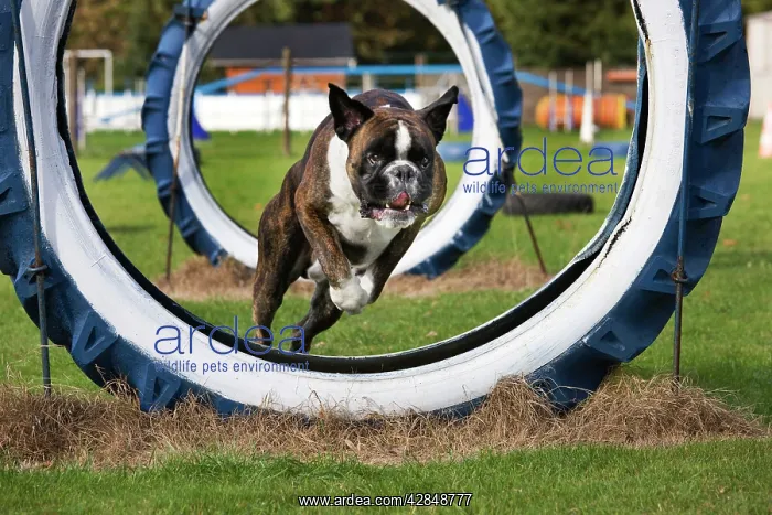  : Boxer dog