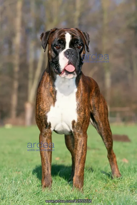  : Boxer Dog