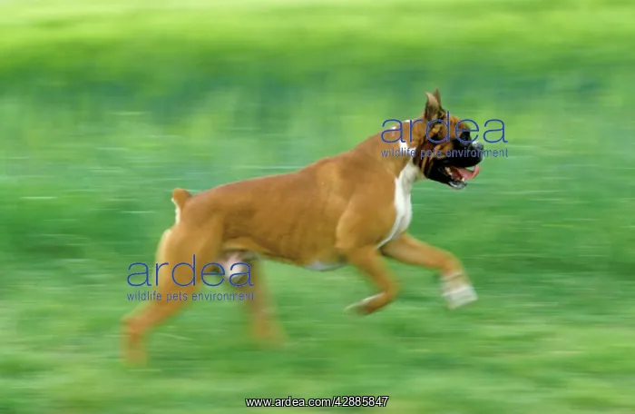  : Boxer Dog. running