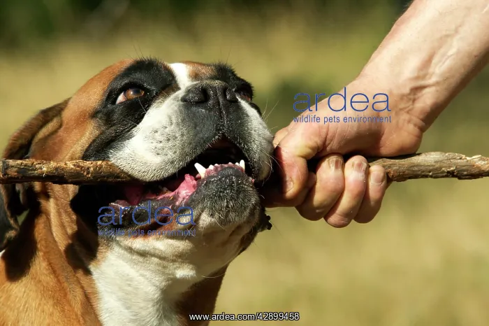 : Boxer Dog. Wrestling owner for stick in mouth : Boxer Dog. Wrestling owner for stick in mouth