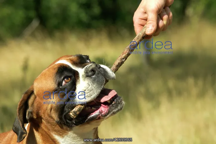 : Boxer Dog. Wrestling owner for stick in mouth : Boxer Dog. Wrestling owner for stick in mouth