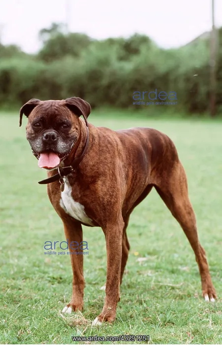: BOXER DOG : BOXER DOG