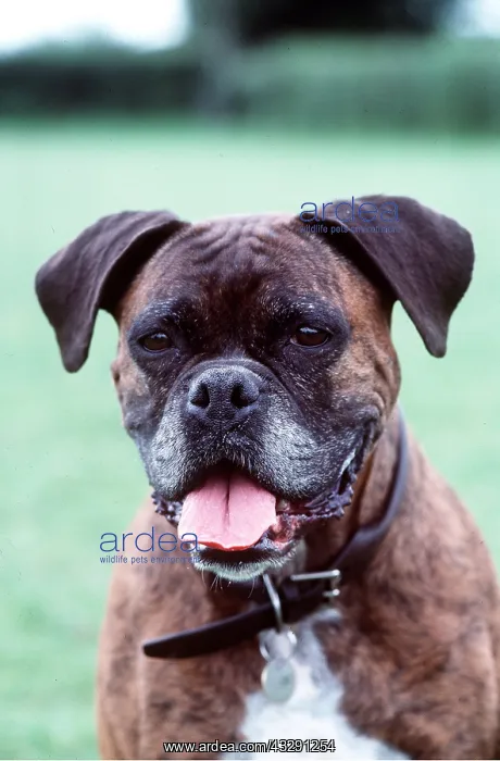 : Boxer DOG : Boxer DOG