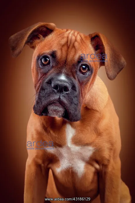 : Boxer, dog breed, male, 3.5 months Shooting mit : Boxer, dog breed, male, 3.5 months Shooting mit