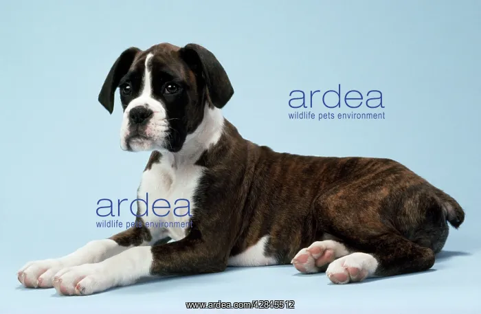 : BOXER DOG - lying down : BOXER DOG - lying down