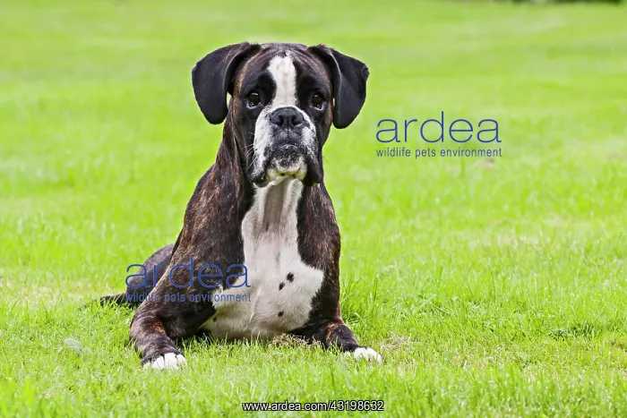 : Boxer dog lying on grass : Boxer dog lying on grass