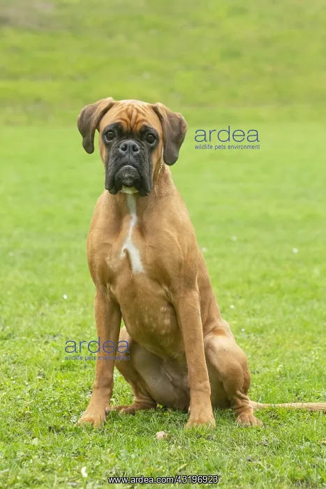 : Boxer dog outdoors : Boxer dog outdoors