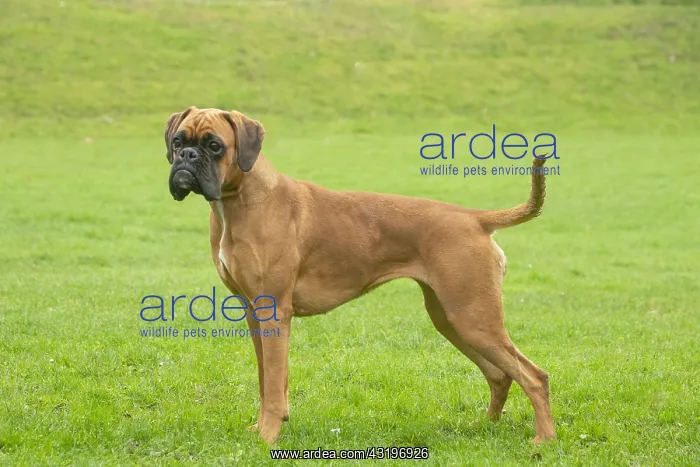 : Boxer dog outdoors : Boxer dog outdoors