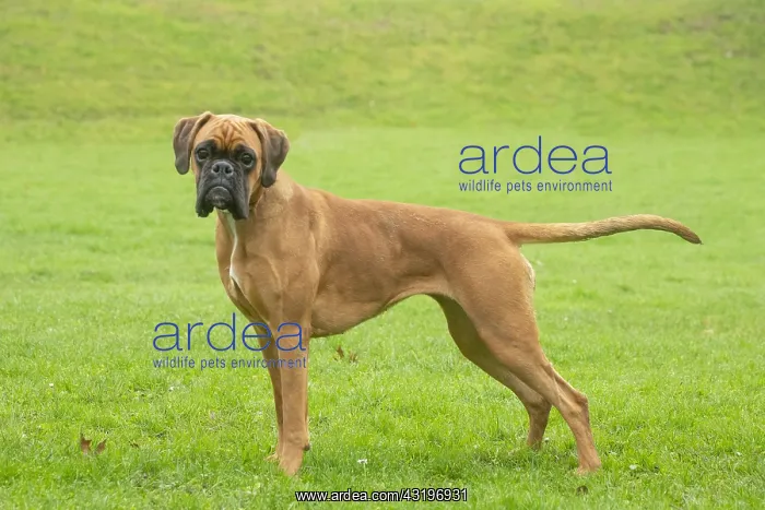 : Boxer dog outdoors : Boxer dog outdoors