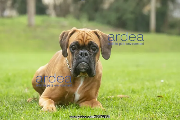 : Boxer dog outdoors : Boxer dog outdoors