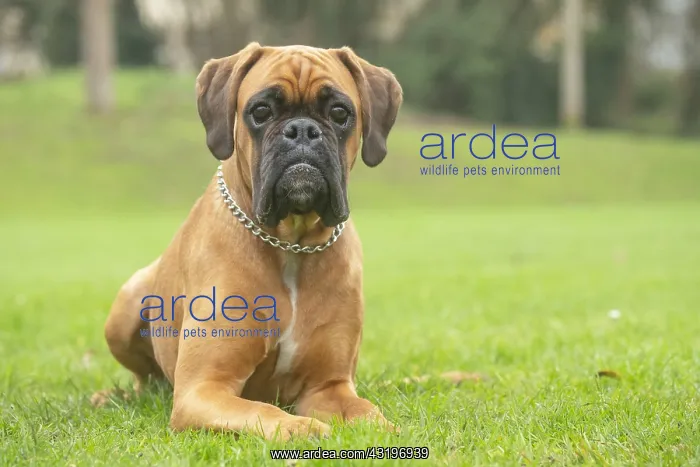 : Boxer dog outdoors : Boxer dog outdoors