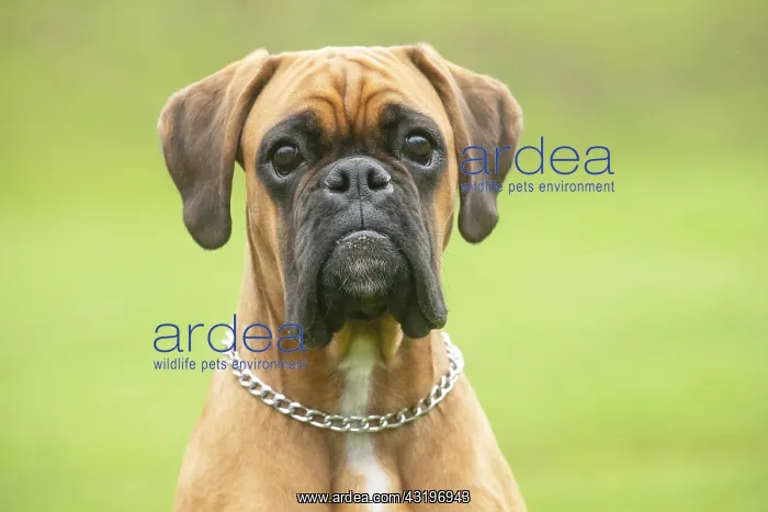 : Boxer dog outdoors : Boxer dog outdoors