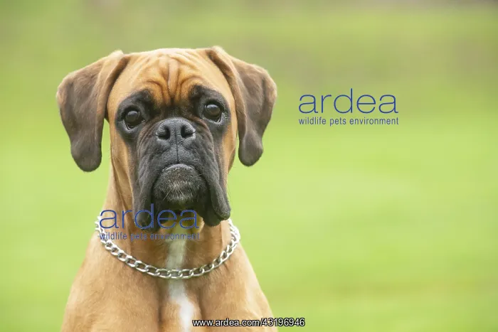 : Boxer dog outdoors : Boxer dog outdoors