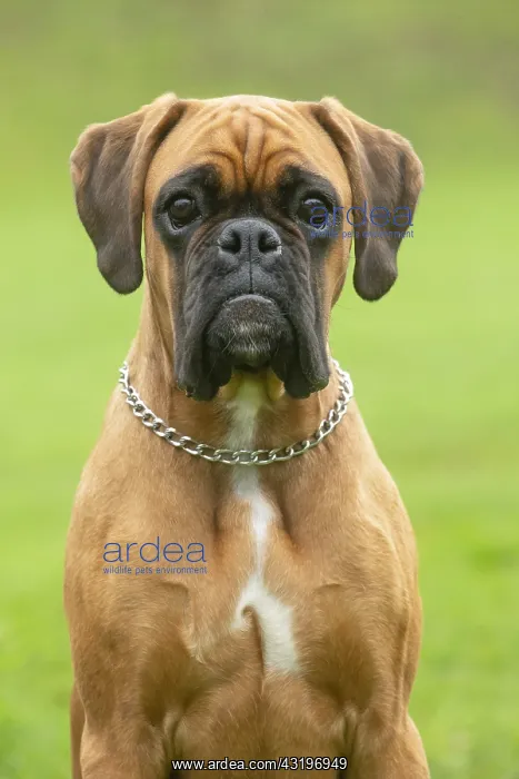 : Boxer dog outdoors : Boxer dog outdoors