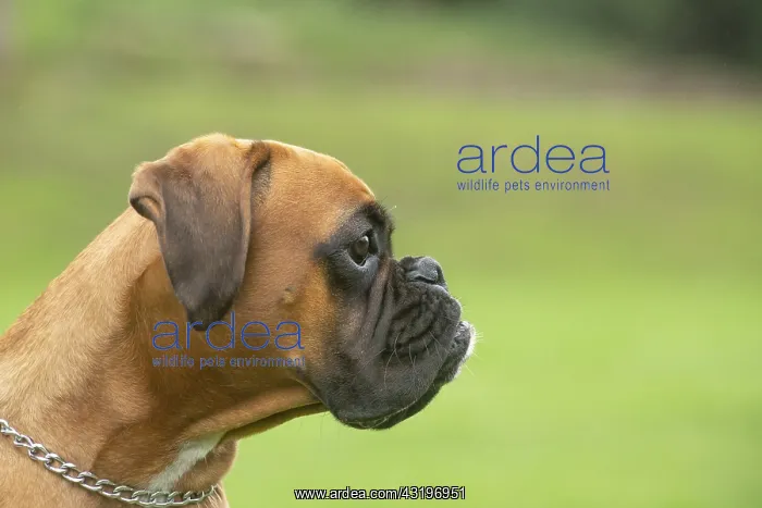 : Boxer dog outdoors : Boxer dog outdoors