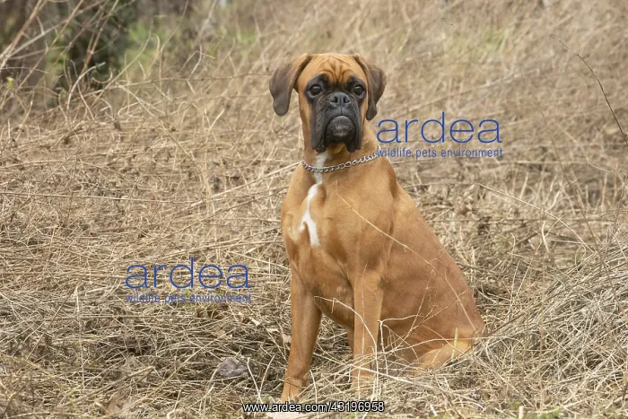 : Boxer dog outdoors : Boxer dog outdoors