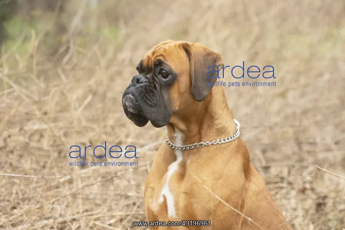 : Boxer dog outdoors : Boxer dog outdoors